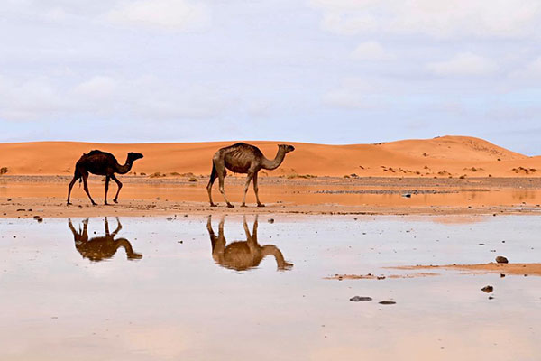 Dromedare in der Nähe des Riad Belvedere